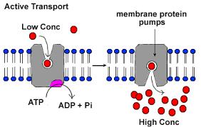 Active Transport Active transport uses the cell s energy to move substances through a cell membrane.