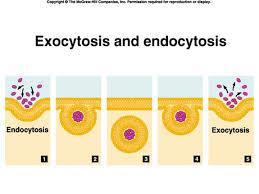 Active Transport A cell uses endocytosis to take in a substance too big to pass through the