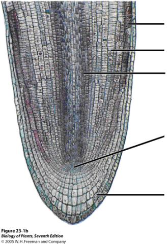 D. The Root Tip & The Root Apical Meristem D1. Obtain a prepared slide of an onion (Allium) root tip. This slide is a longitudinal section (labeled as l.s.). Examine the cells along the root tip from the natural terminal end (rounded) to the cut end.