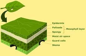 Basic leaf structure Leaf plays essential role o Water is lost in form of gas through leaf openings called Stomata o
