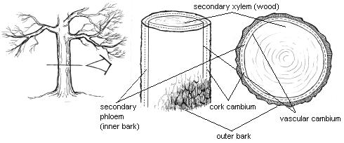 On the inside it produces secondary xylem, a major component of wood, and on the outside it produces secondary phloem 2.