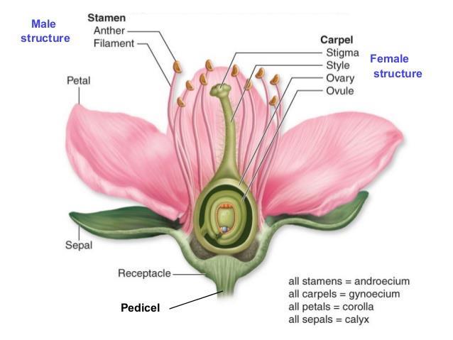 Image 1 There are different types of flowers based on the structure o Complete flowers: contains all four basic parts [sepals, petals, stamen, and carpel] o Incomplete flowers: lack at least one of