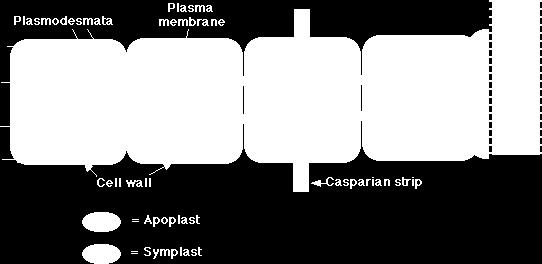 in the nonliving parts of the root called the apoplast that is, in the spaces between the cells and in the cells walls themselves. This water has not crossed a plasma membrane.