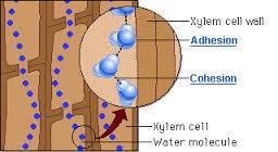 ii) Adhesion involves the hydrogen bonds that form between water molecules and the sides of the vessels; adhesion counteracts gravity. b) 2) Water is pulled from the soil into the roots.