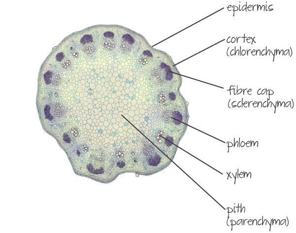 Stylets are inserted into stems or leaves and push inwards through the plant tissues until the stylet pierces a sieve tube.