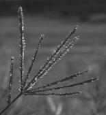 Grasses have flat or rounded stems.