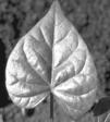 Leaf Shapes, tips &