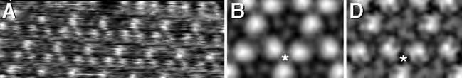 Image of a membrane surface 10 nm 5 nm 5 nm High-resolution tapping mode images (A).