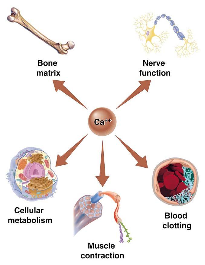 Calcium Most abundant mineral in animal tissues Lots of functions Bone