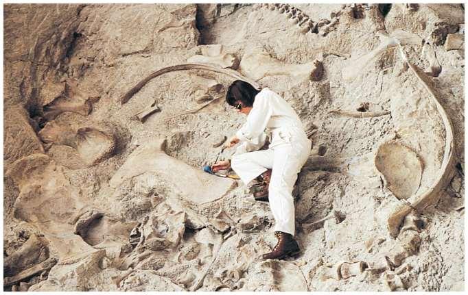 Fossils in Sedimentary Rock Dinosaur fossils from