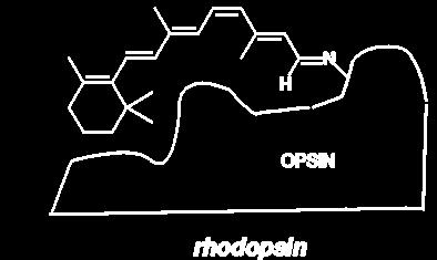 17.13 Chemistry of Vision When rhodopsin is excited photochemically, a change in shape occurs that causes a release of Ca 2+ ions.