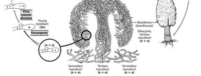 Basidiomycota Sporic life cycle Plant Kingdom