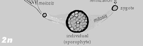 2n sporophyte meiosis mitosis mitosis