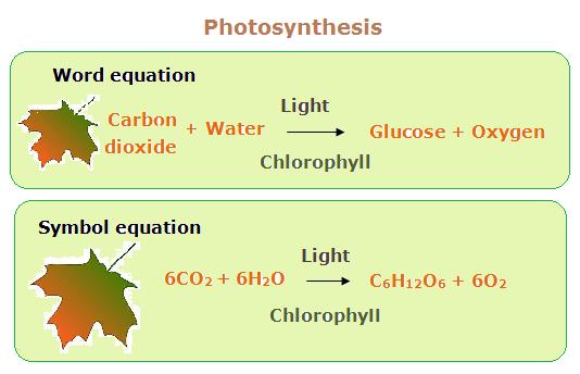 04 Plant nutrition #38 The equation for photosynthesis Photosynthesis is the fundamental process by which plants manufacture food molecules (carbohydrates) from raw materials CO 2 and H 2 O) using