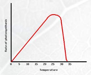 #42 Effect of Temperature on the Rate of Photosynthesis When the temperature rises the rate of photosynthesis rises also.