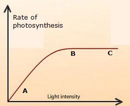 If a component is in low supply then productivity is prevented from reaching maximum. Sunlight Light energy is vital to the process of photosynthesis.