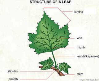 #46 Leaf structure The leaf consist of a broad, flat part called the lamina, which is joined to the rest of the plant by a leaf stalk or petiole.
