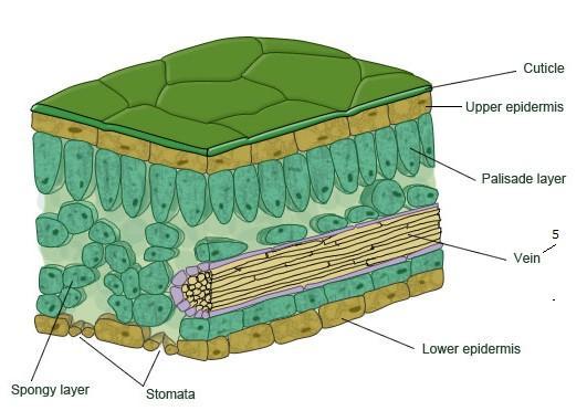 3. Palisade mesophyll main region for photosynthesis cells are columnar (quite long) and packed with chloroplasts to trap light energy receive CO 2 by diffusion from air spaces in the spongy