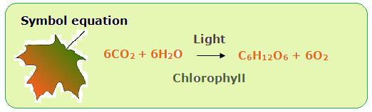 balanced equation is: Chlorophyll traps energy