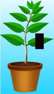 2. Light is essential for photosynthesis Process Take a potted plant. Destarch the plant by keeping it in complete darkness for about 48 hours.