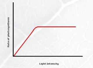 #41 Effect of Light intensity on the rate of Photosynthesis Plants need light energy to make the chemical energy needed to create carbohydrates.