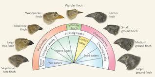 Diversification of Beaks!