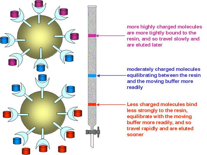 Chromatography: Types Ion exchange chromatography Principle: highly charged proteins