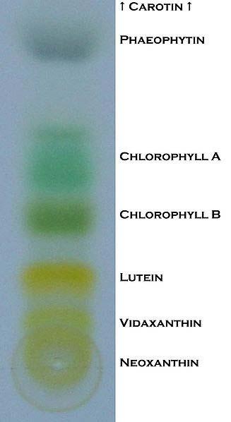 colour Thin layer chromatography: - Thin layer of silica gel, alumina or cellulose adsorbed