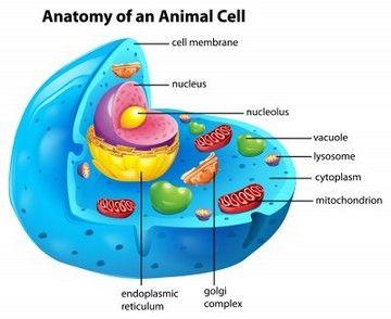 Animal Cells (Eukaryotic) Living things that belong to the