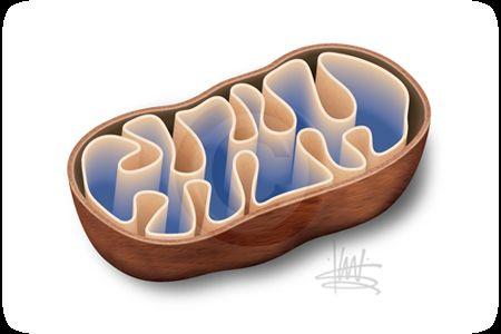 Mitochondria Structure: Folded inner membrane to
