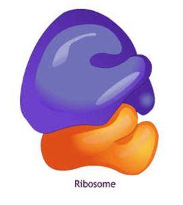 Ribosomes Structure: Made up of RNA and protein.