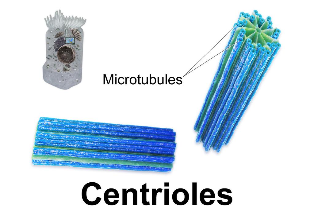 Centrioles Structure: Made of small tubes.