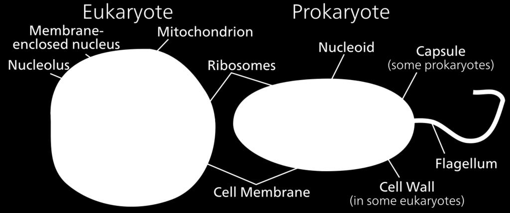 Cell Memebrane Structure: Lipid Bilayer