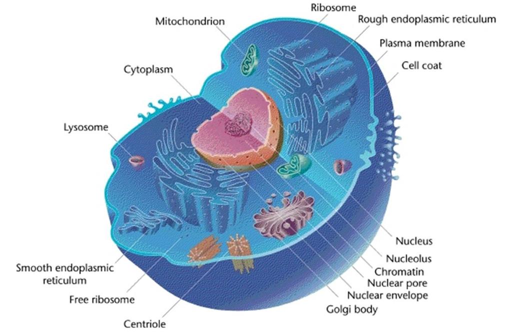 Lysosome Structure: A sac that contains enzymes.