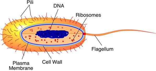 Prokaryotic Cells: Single celled organisms (unicellular) found in most environments. They are the simplest of all organisms.