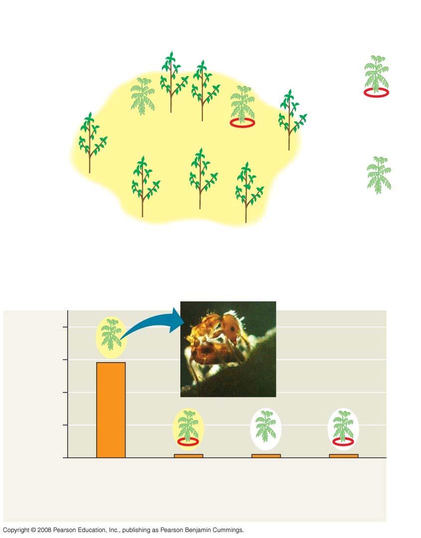 Fig. 2-2 EXPERIMENT Cedrela sapling Insect barrier Duroia tree Inside, unprotected Inside, protected Outside, protected Devil s garden Outside, unprotected RESULTS Dead