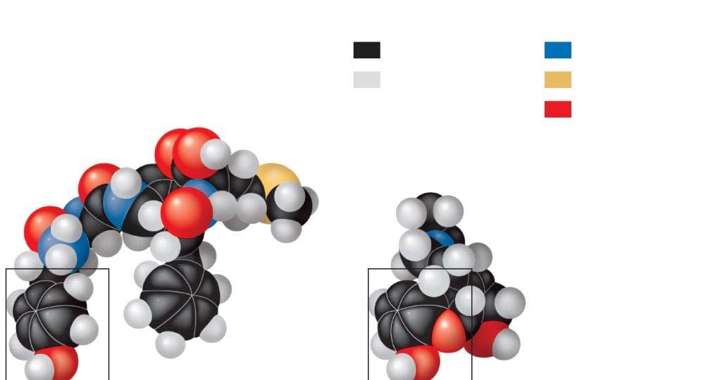 Fig. 2-18 A molecular mimic Natural endorphin Key Carbon