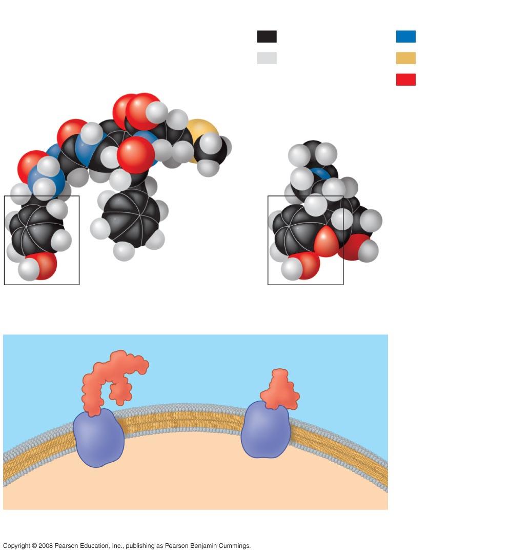 Fig. 2-18 Natural endorphin Key Carbon Hydrogen Nitrogen Sulfur Oxygen Morphine (a) Structures of