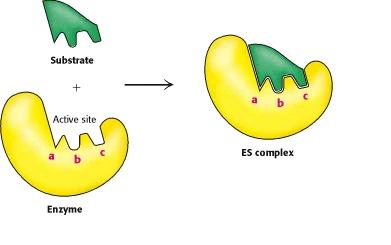 Enzymes Enzymes bind at specific binding sites and form an Enzyme-Substrate Complex.