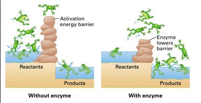 Enzymes Lower the