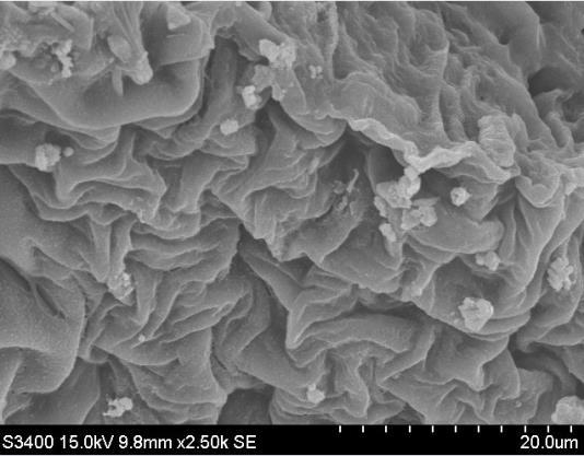 were observed using the SEM/EDX technique with the aim of identifying Fig: 6 Algae after adsorption microstructures and determining chemical composition.