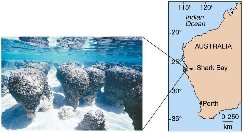Stromatolites: in the fossil record 3.