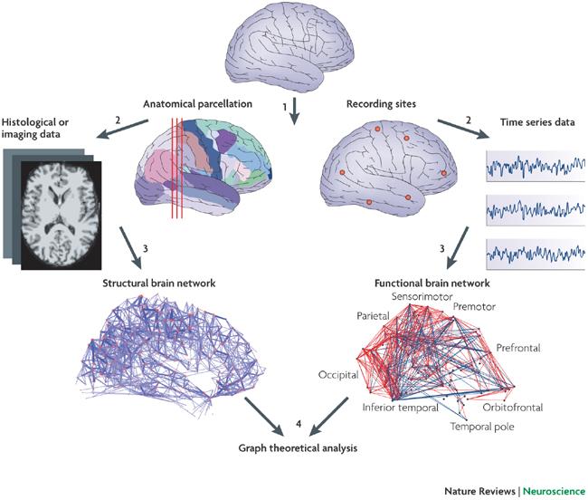 8 CHAPTER 1. G. BIANCONI: PROCESSES ON NETWORKS INTERPLAY BETWEEN STRUCTURE AND FUNCTION: THE BRAIN!