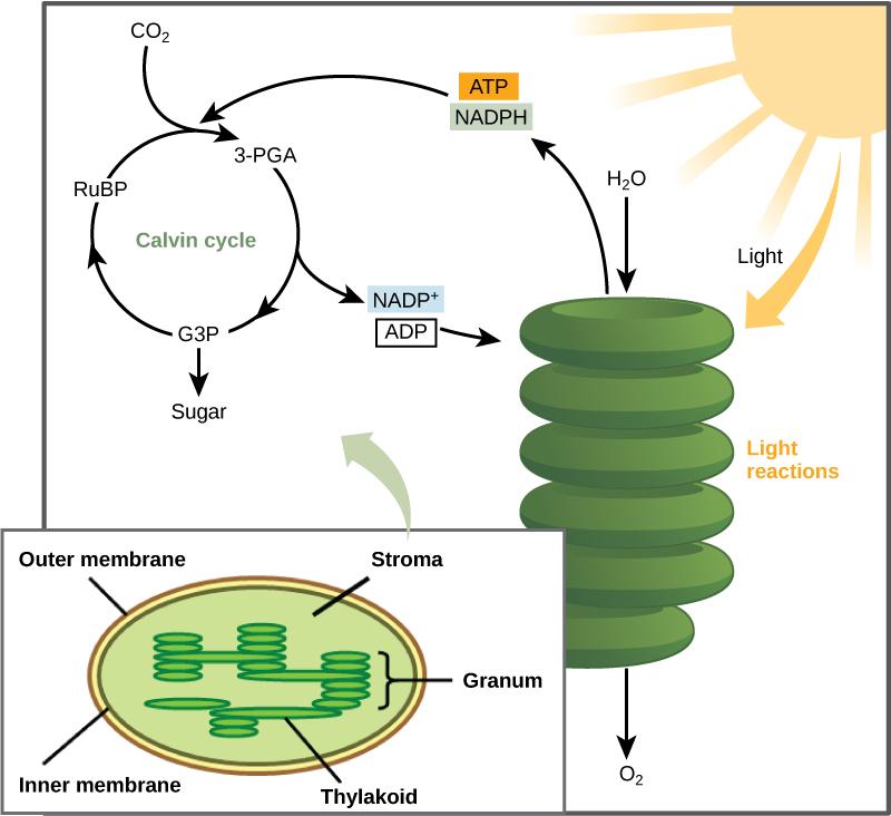OpenStax-CNX module: m48010 2 Figure 1: Light-dependent reactions harness energy from the sun to produce ATP and NADPH.
