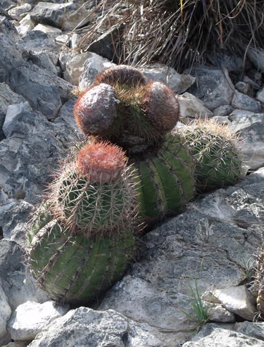 OpenStax-CNX module: m48010 6 Figure 3: Living in the harsh conditions of the desert has led plants like this cactus to evolve