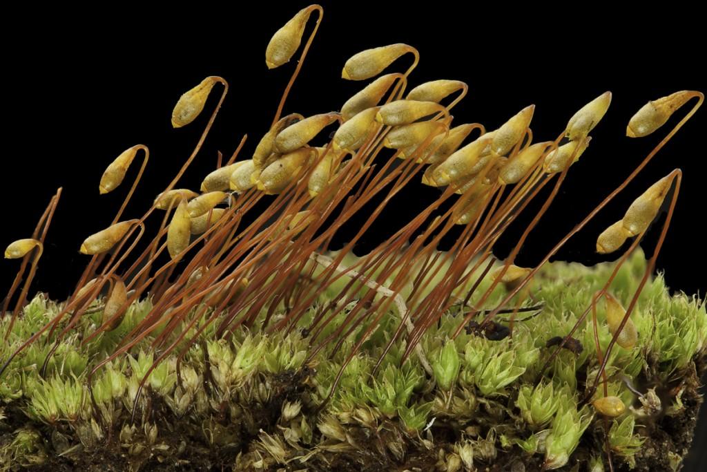 Common Mosses and Liverworts of the Chicago Region Kalman Strauss, Jerry Jenkins, Gary Merrill, Charles DeLavoi, Juan Larraín,