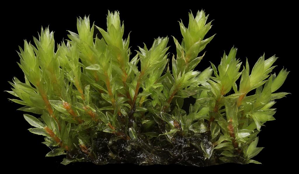 Instead of seeds, bryophytes have spores, which are produced and released in the sporophyte stage.