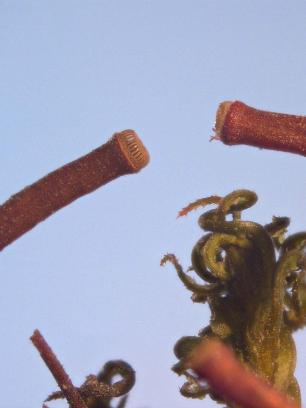 mechanisms, on the surface of Marchantia.