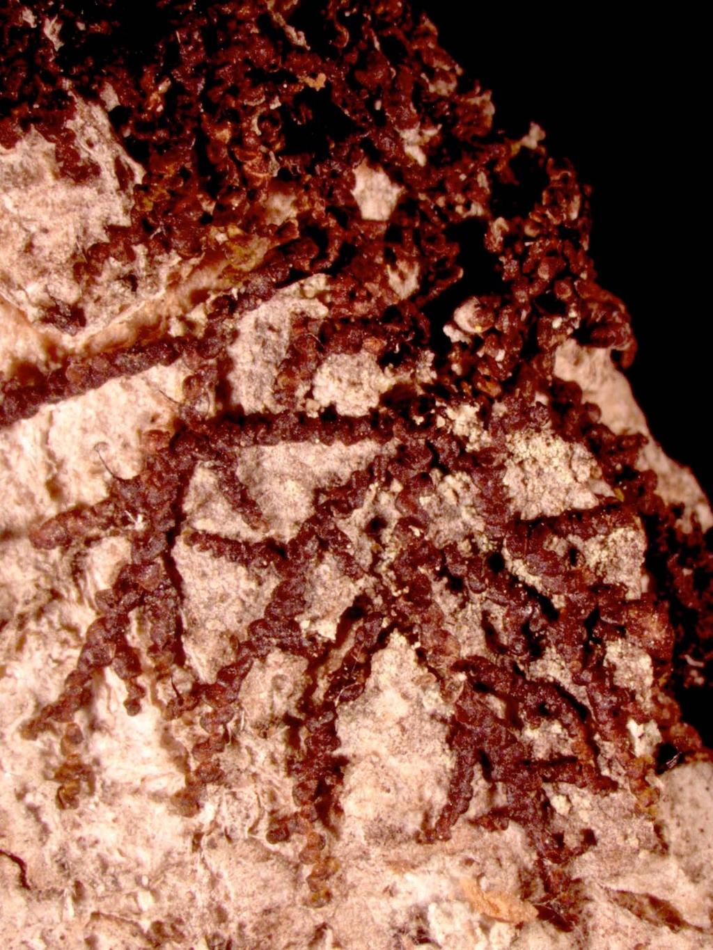 Lophocolea heterophylla Atrichum Small