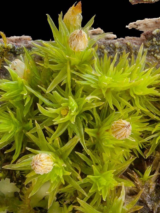 acrocarpous mosses Fissidens subbasillaris Barbula